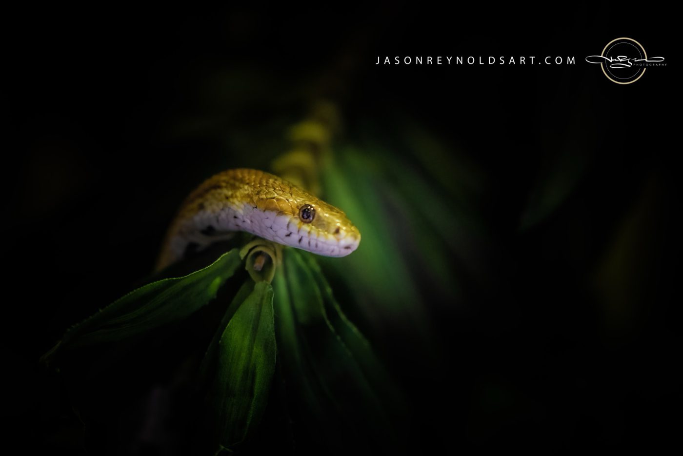 Golden-brown Snake on Green Leaves
