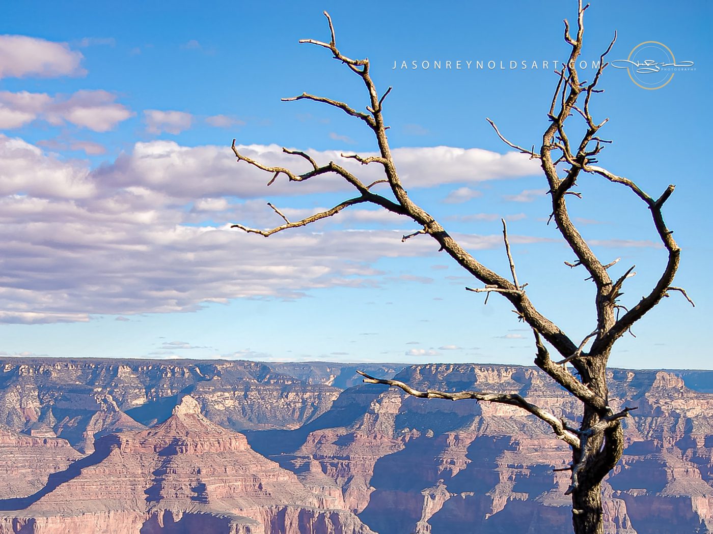 Grand Canyon: Dead Tree Silhouette on the Rim