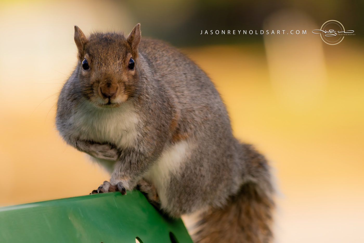 Gray Squirrel on Green Bench