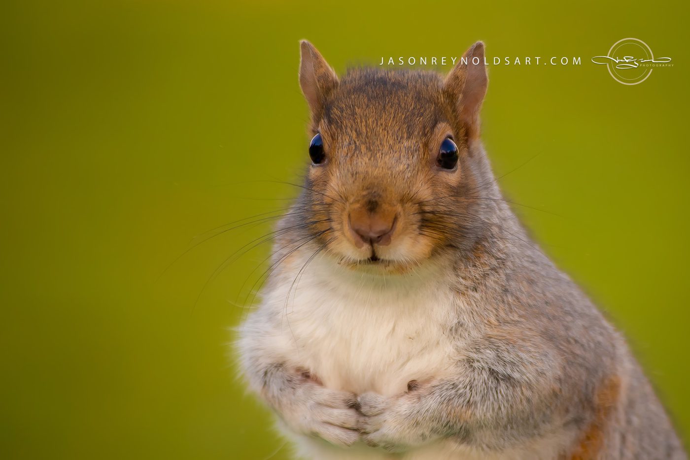 Gray Squirrel Portrait