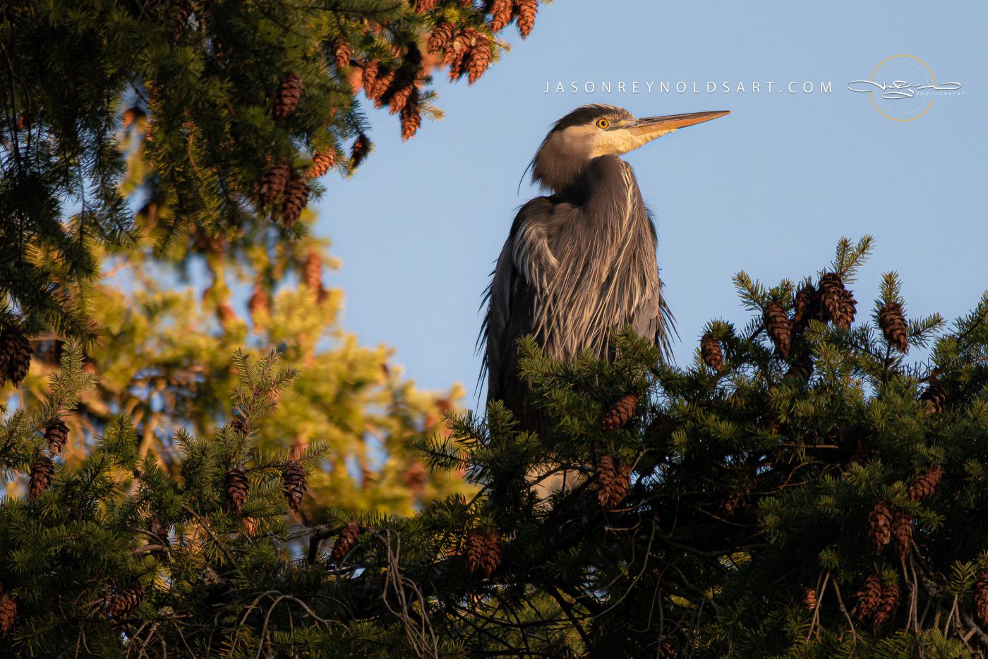 Great Blue Heron in Pine Canopy