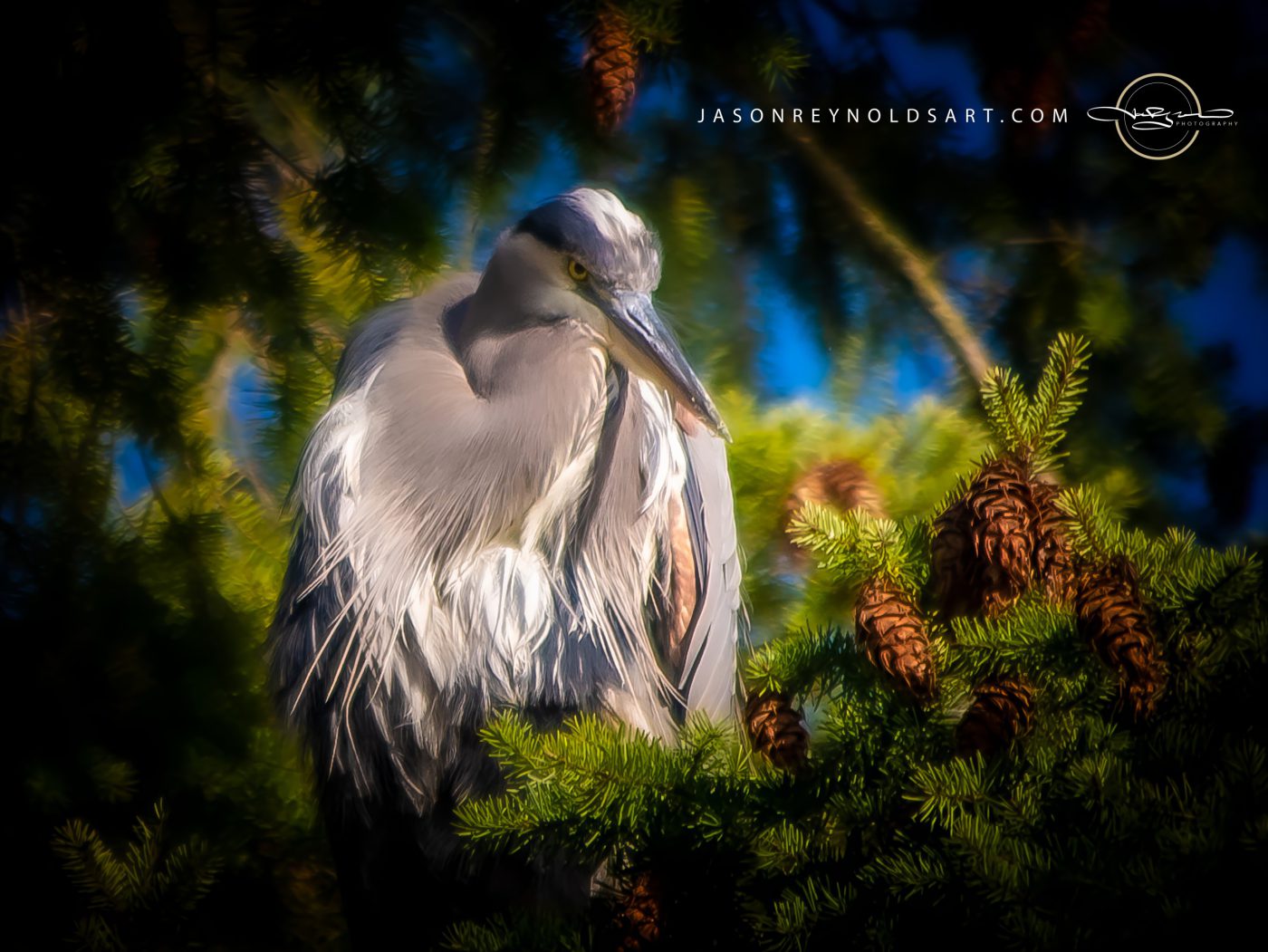 Great Blue Heron Perched in Conifer
