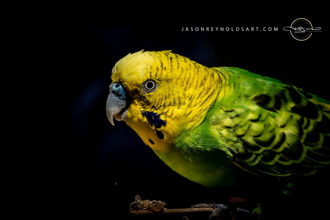 Green-and-Yellow Budgerigar Portrait