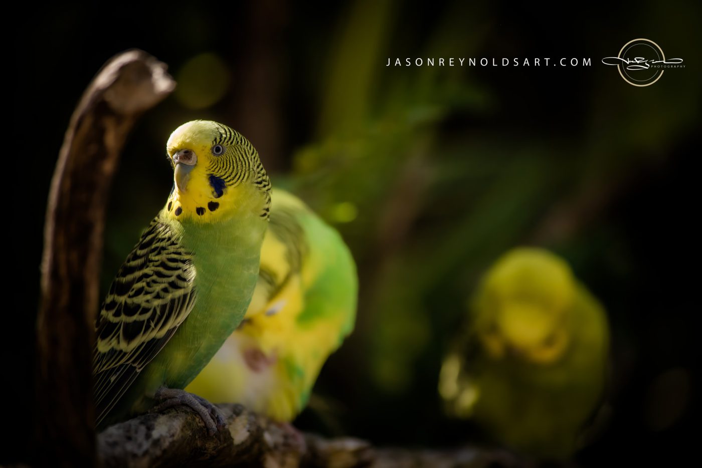 Green-and-Yellow Budgerigar Portrait on Perch