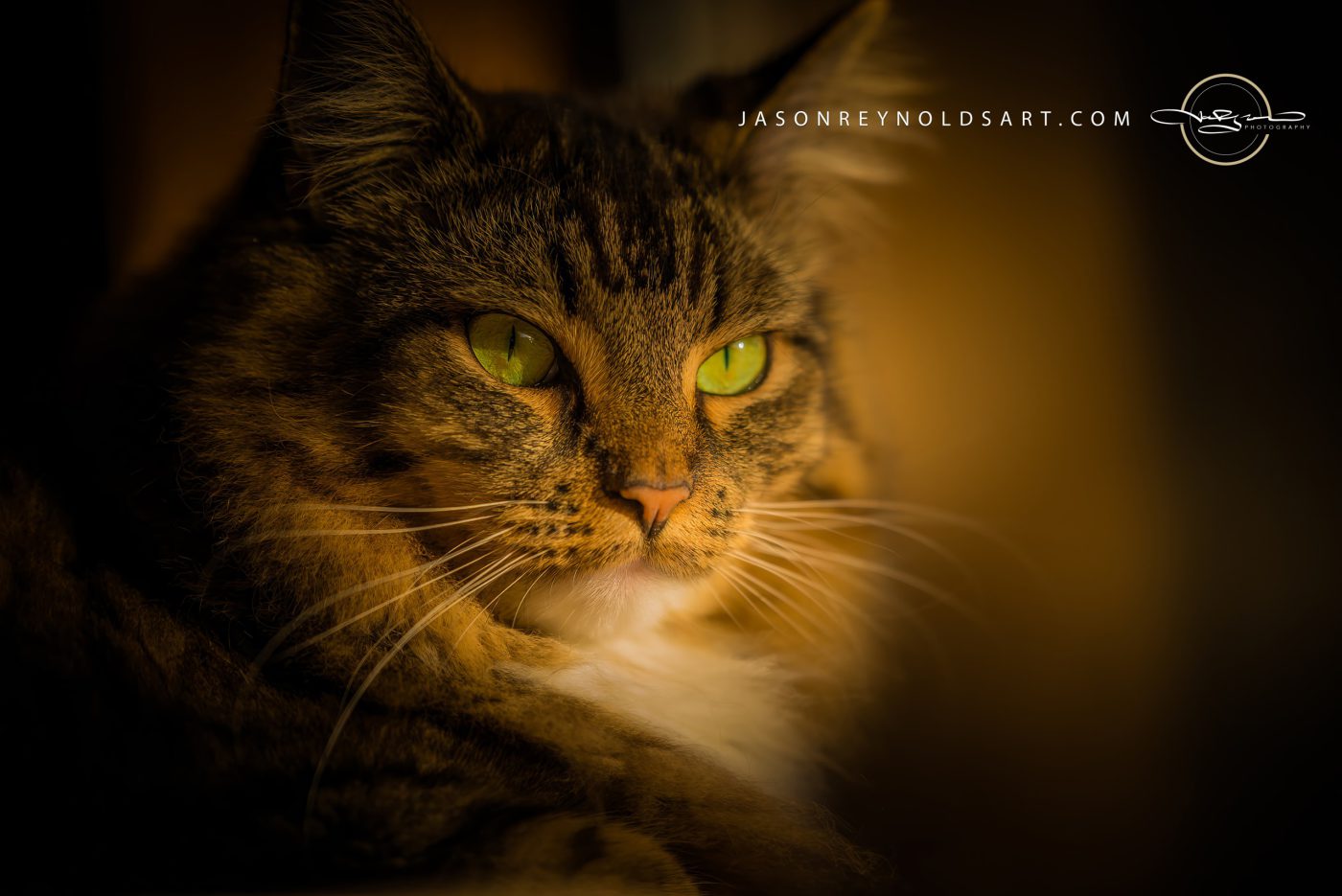 Green-Eyed Tabby Cat — Close Portrait