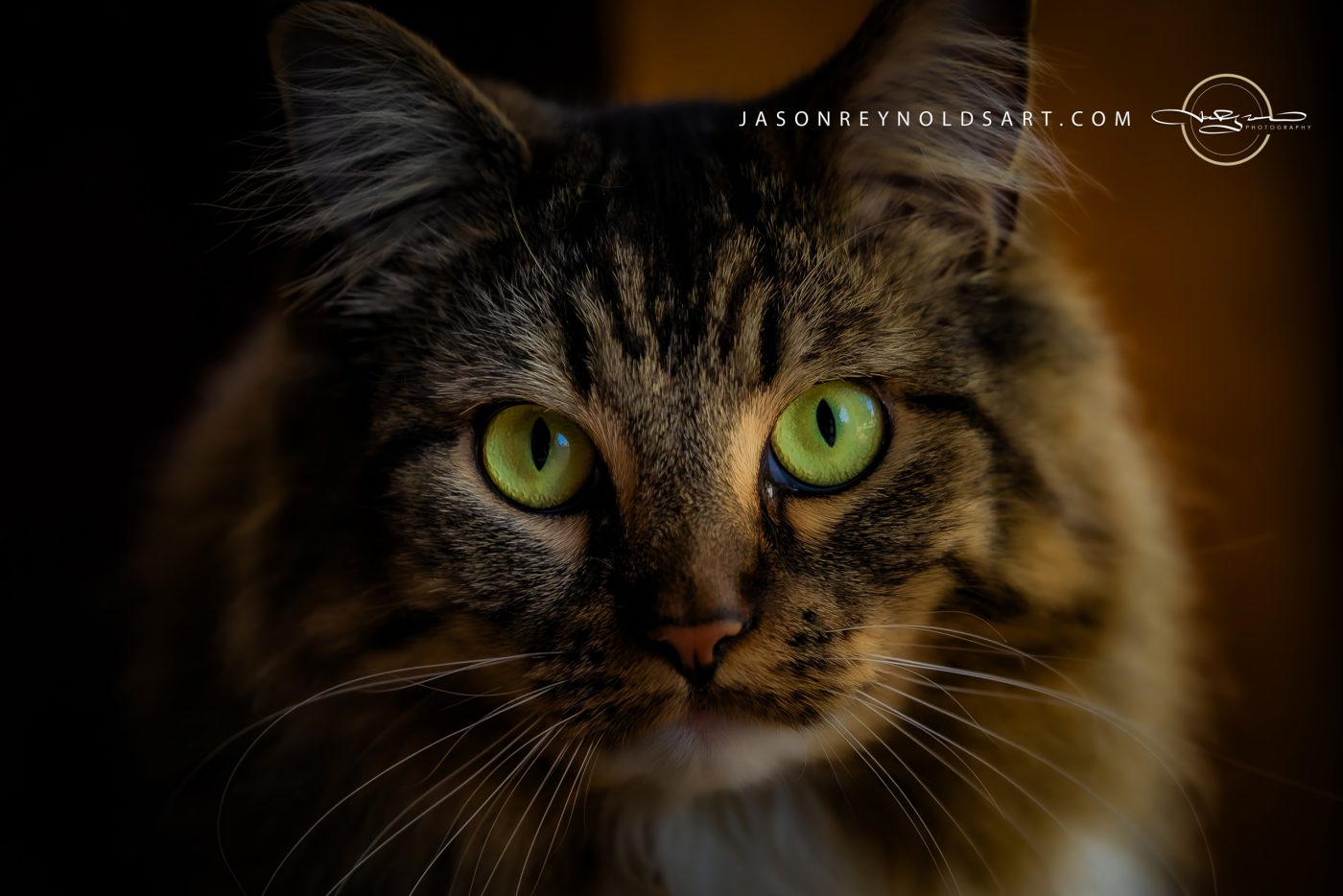 Green-Eyed Tabby Cat Portrait
