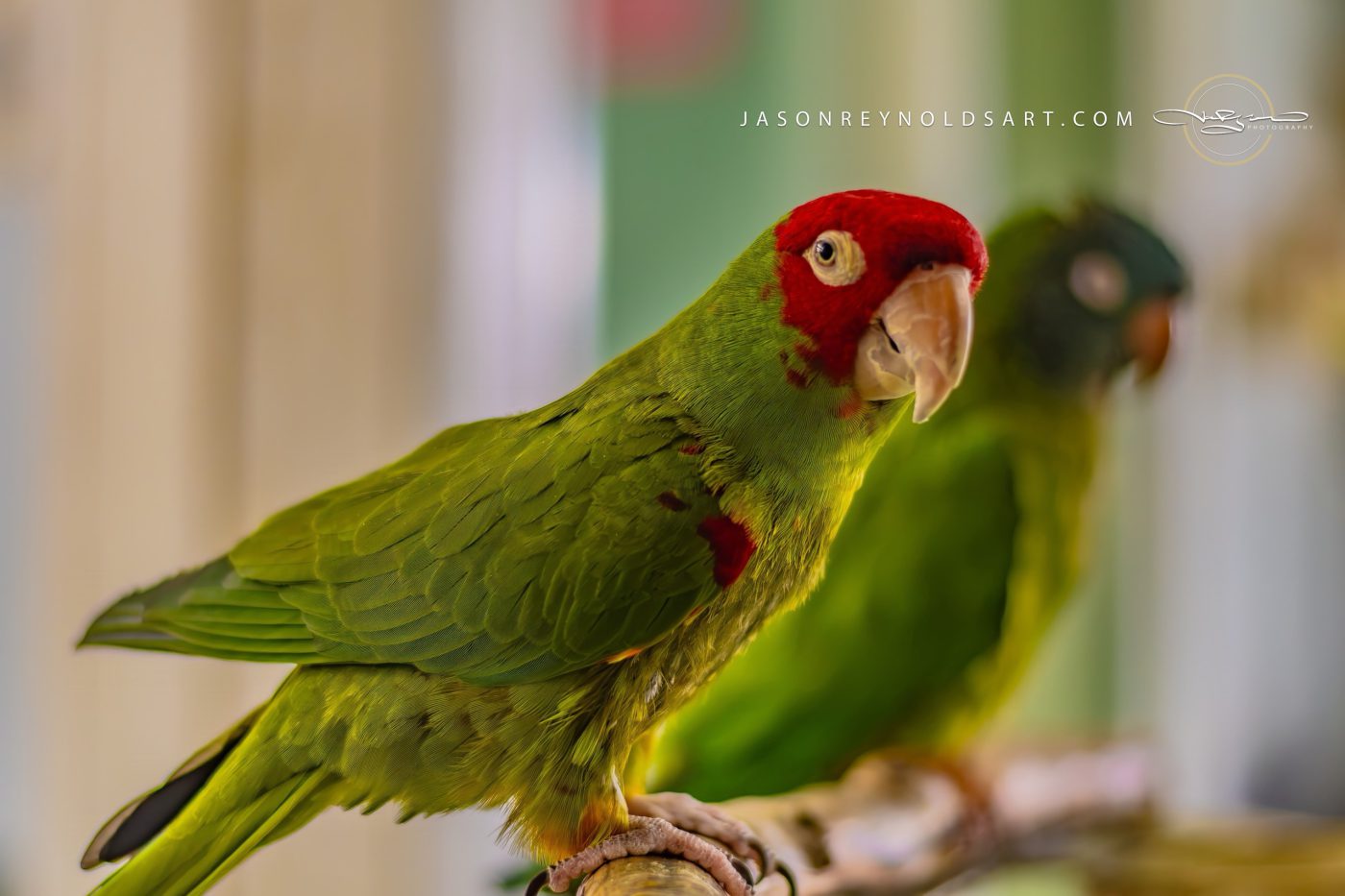 Green parrot with red face on perch
