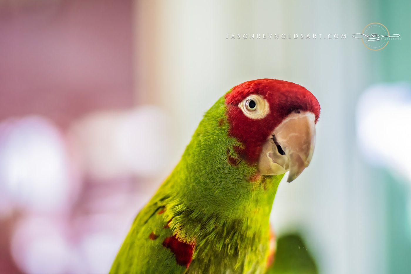 Green parrot with red forehead — close portrait