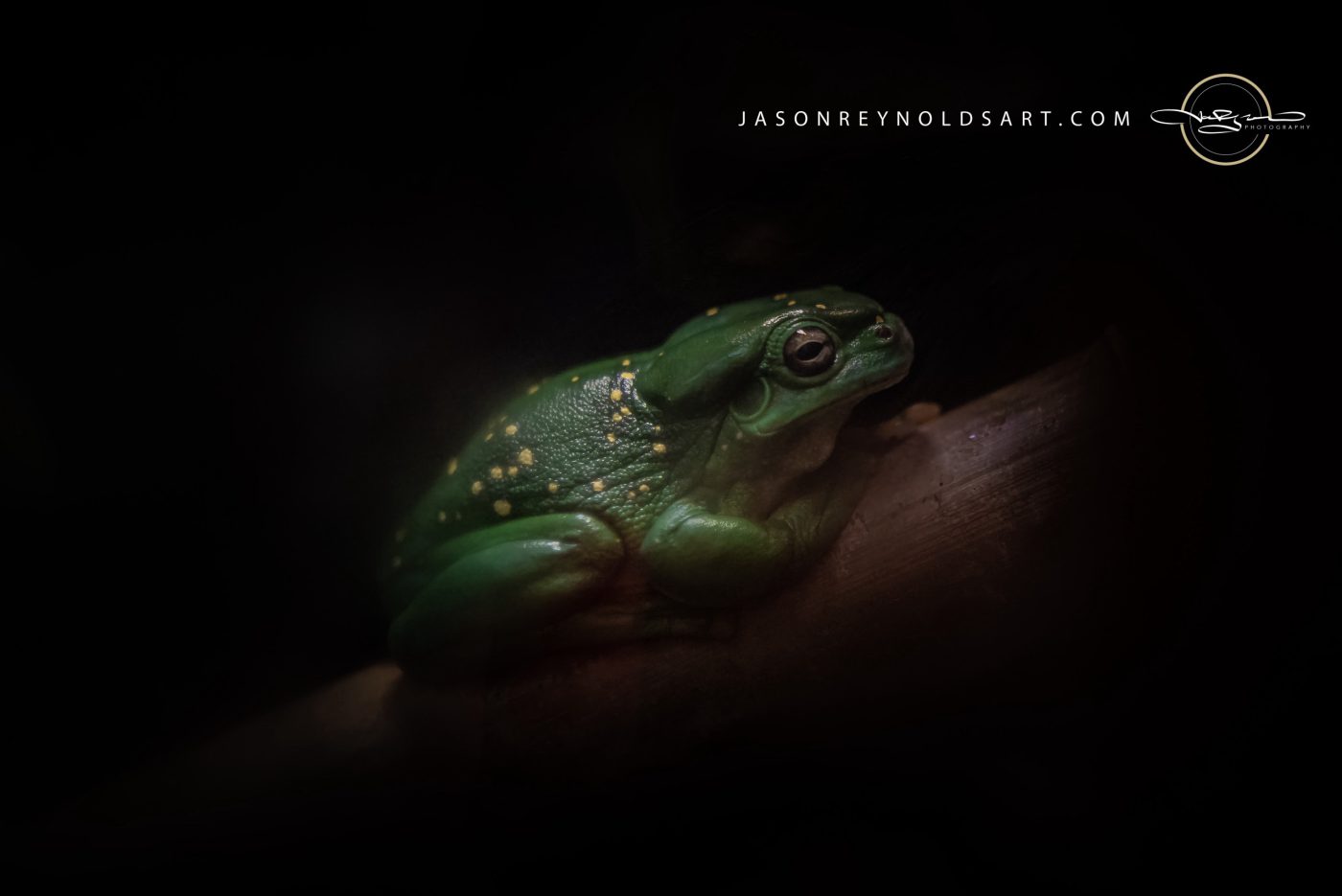 Green tree frog — low-key close-up