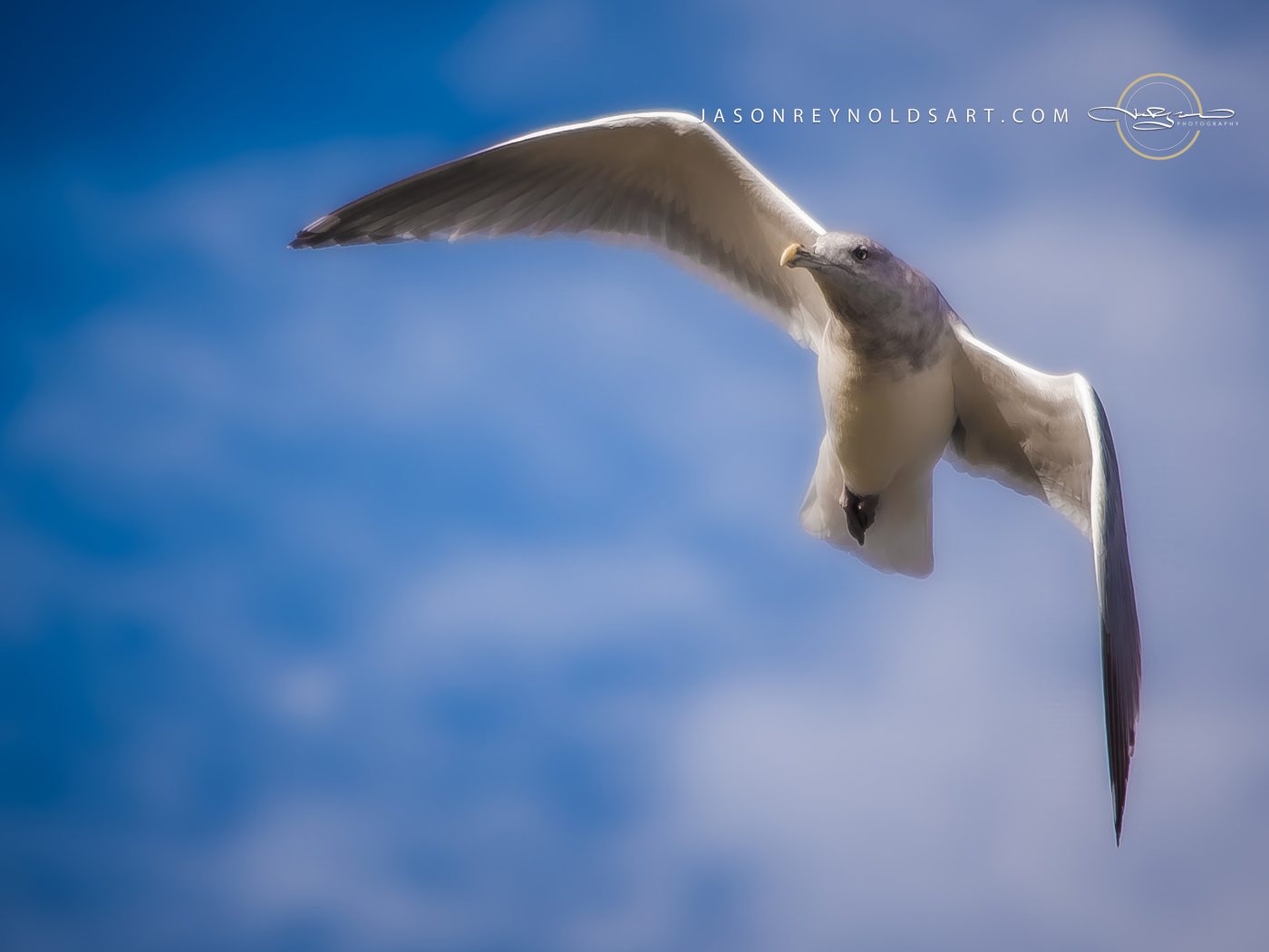 Gull in Flight Over Blue Sky