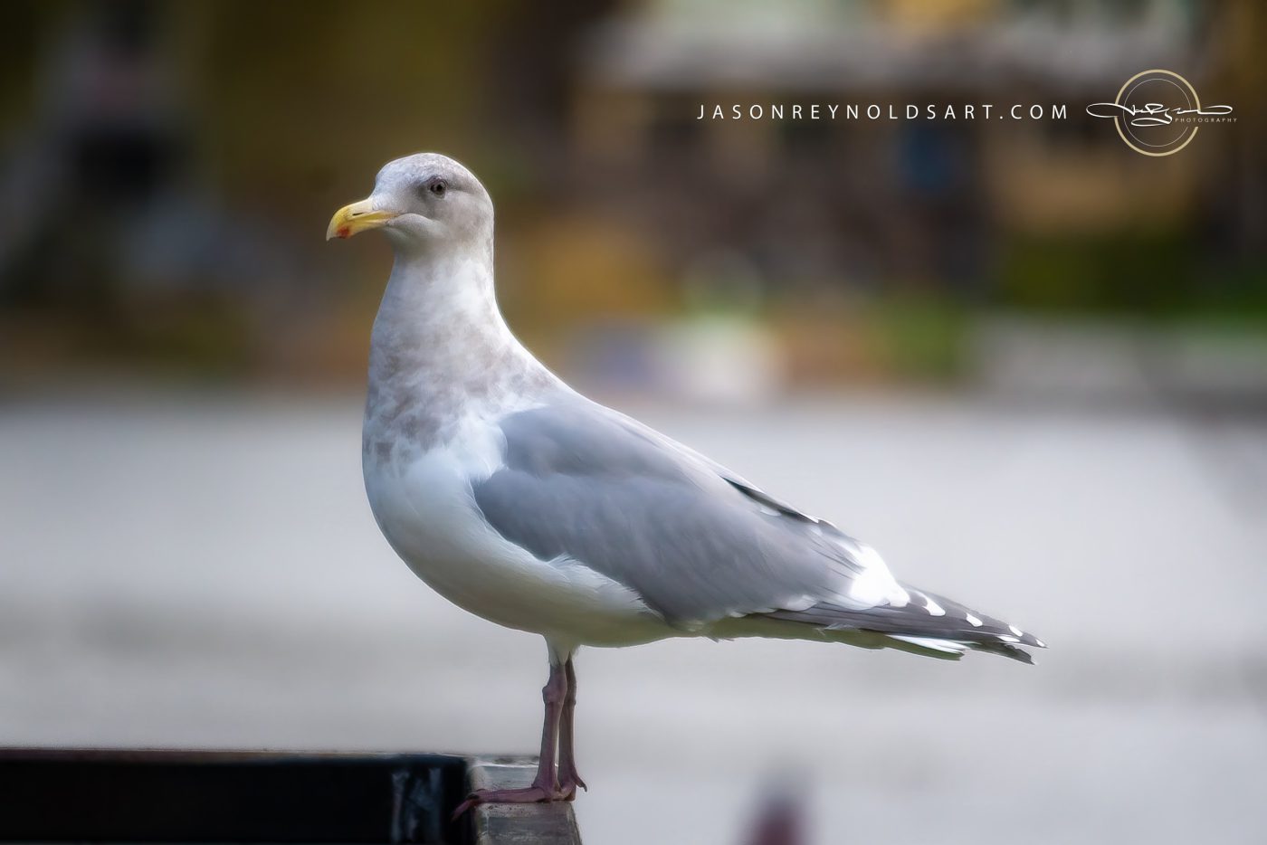 Gull Perched on Railing