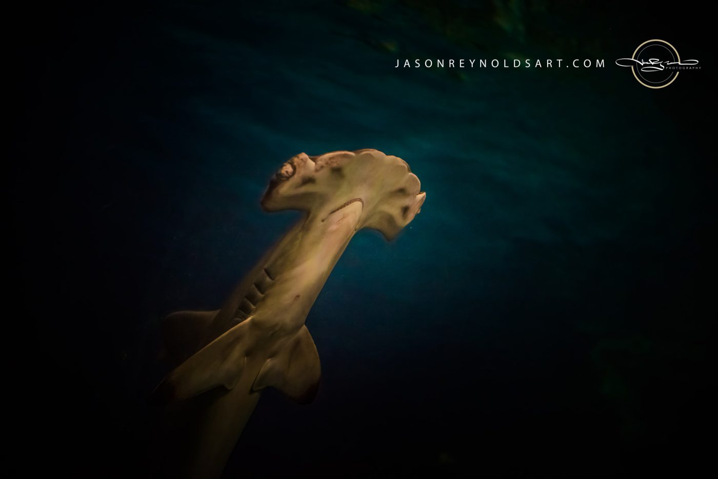 Hammerhead Shark Portrait, Deep Blue Water