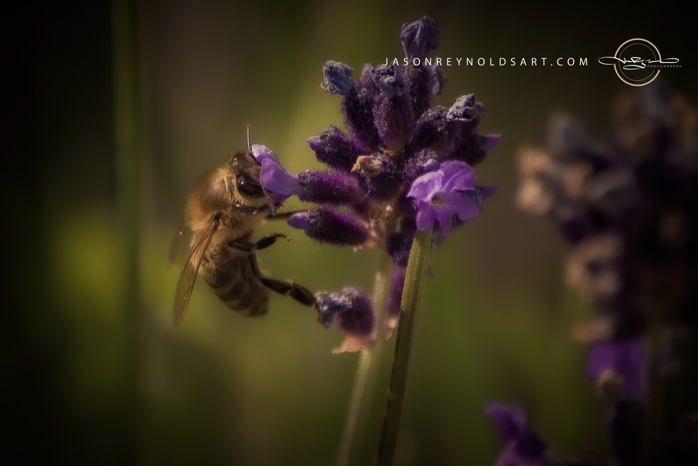 Honeybee on Lavender Blossom