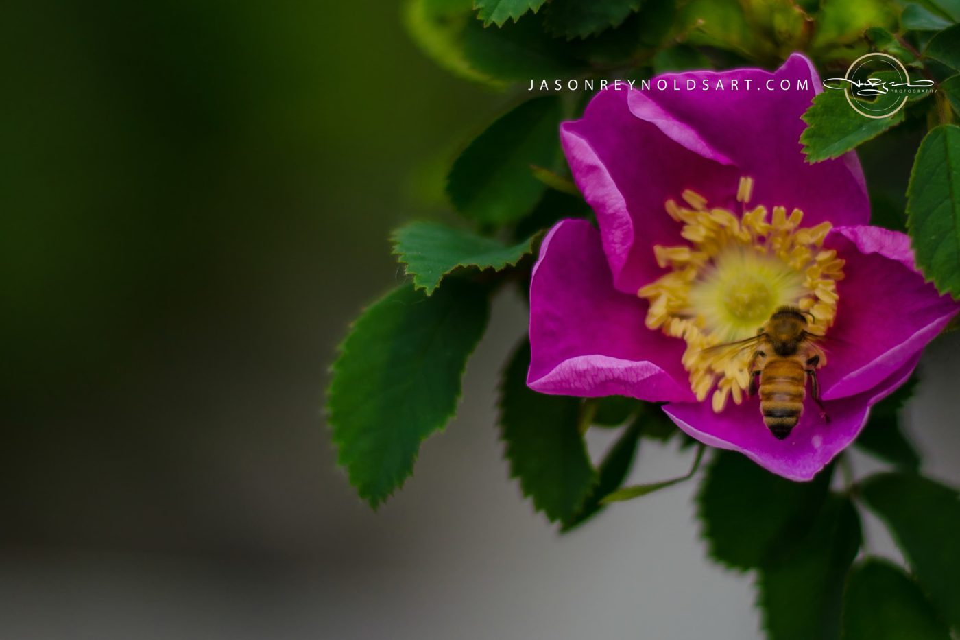 Honeybee on Pink Wild Rose
