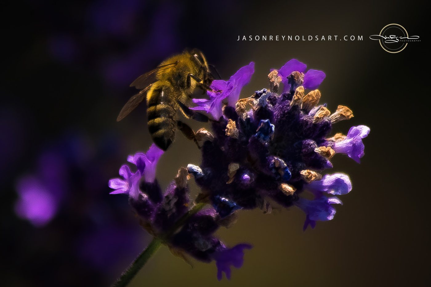 Honeybee on Purple Lavender Blossom