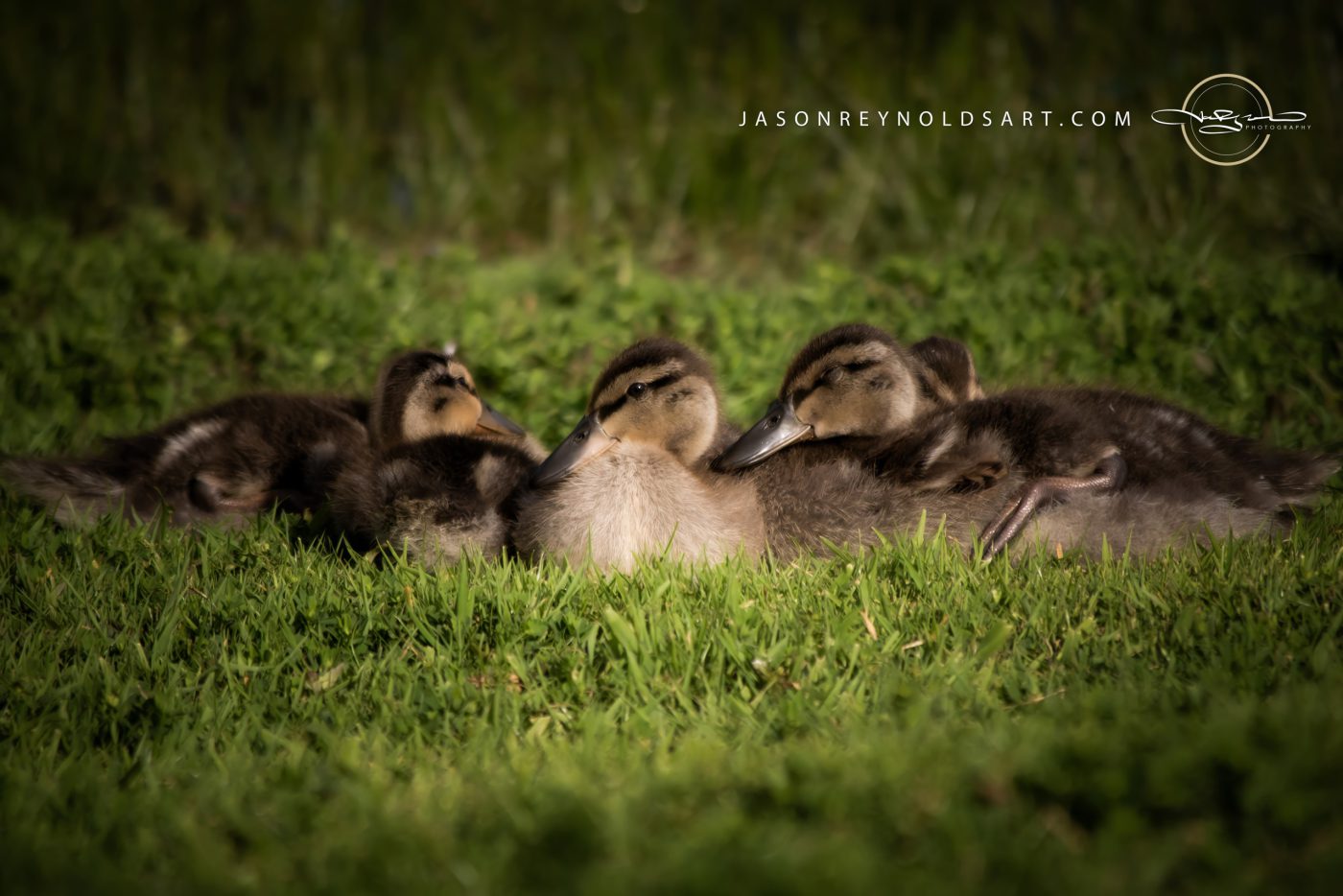 Huddled Ducklings Resting on Grass