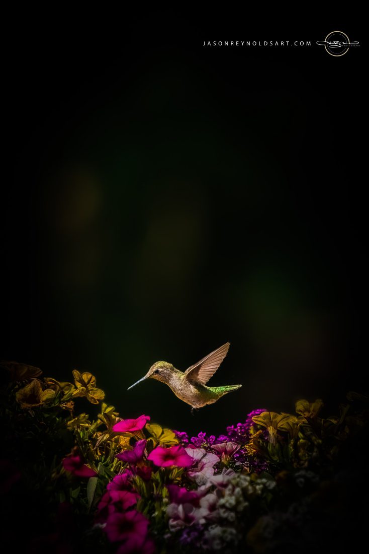 Hummingbird Hovering Above Colorful Garden Petunias