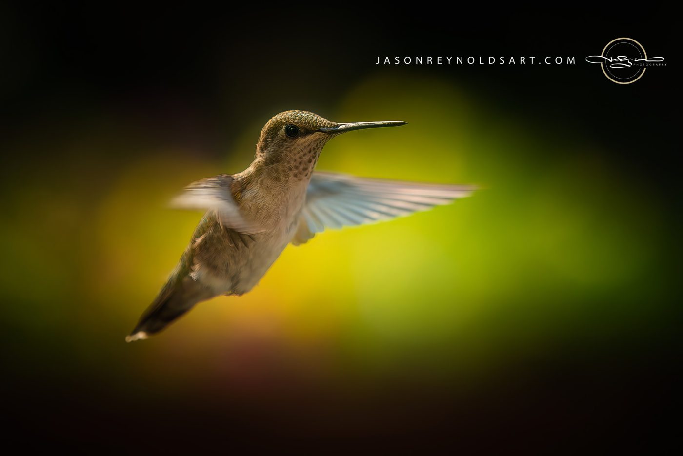Hummingbird Hovering Against Golden-Green Bokeh