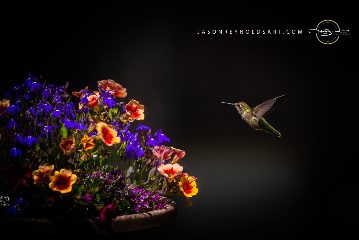Hummingbird Hovering at Purple and Orange Planter
