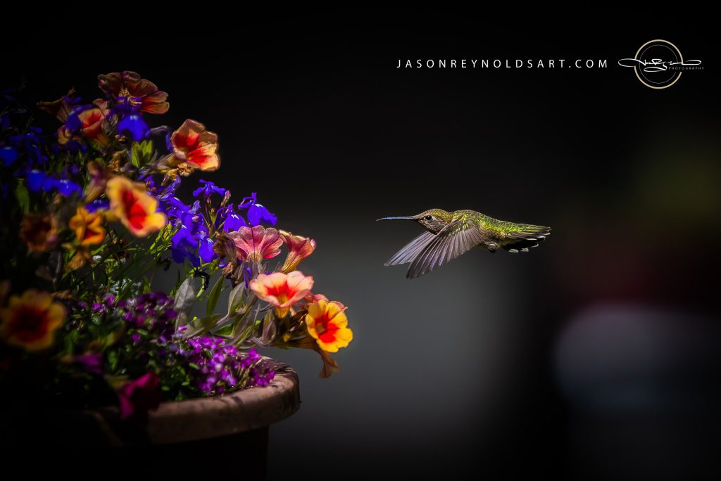 A hummingbird hovering beside a colorful planter.