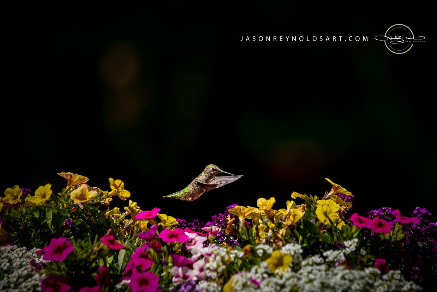 Hummingbird Hovering Over Colorful Garden Flowers