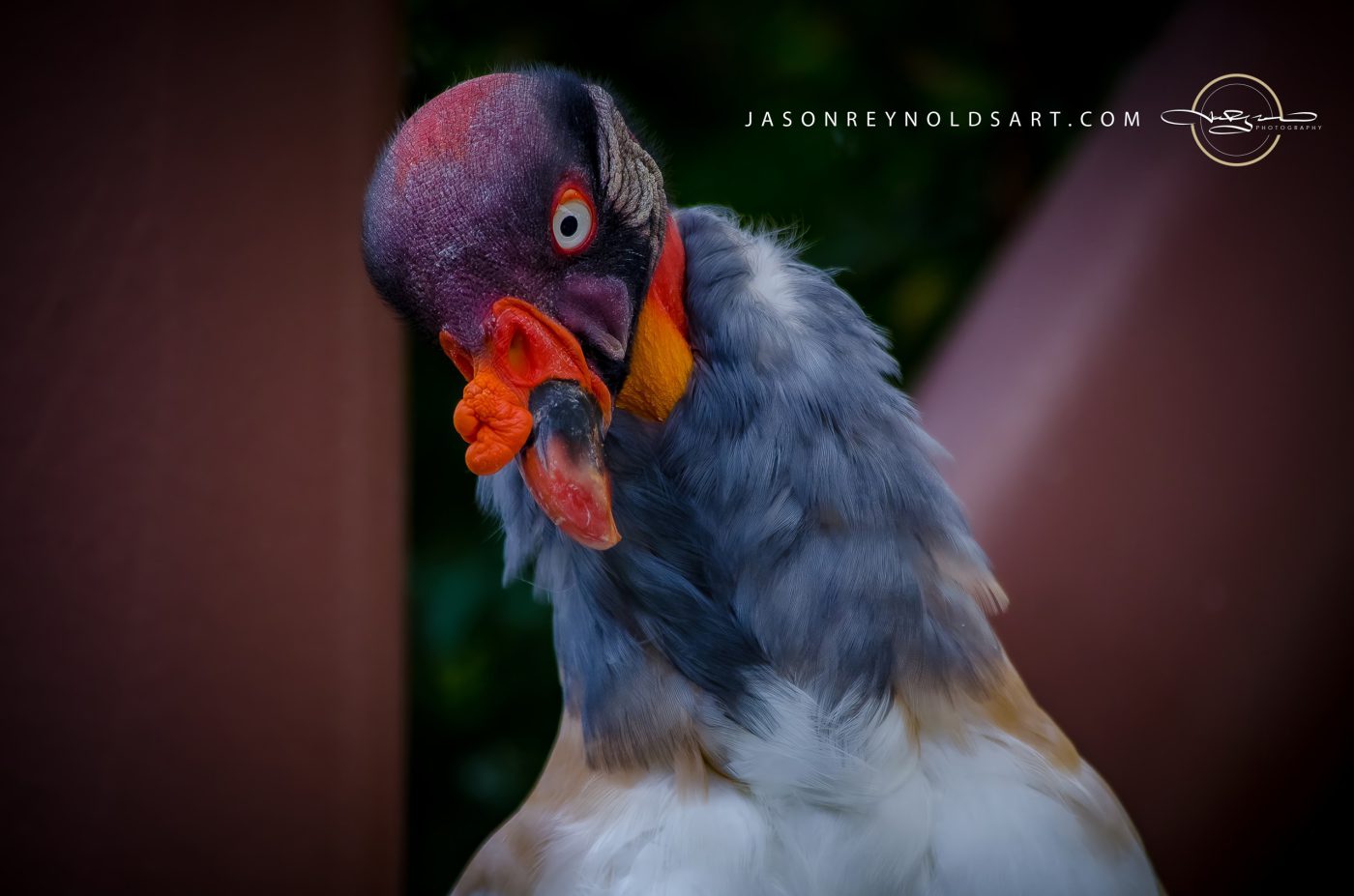 King Vulture Head Study