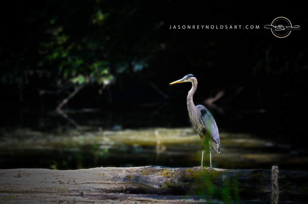 Leavenworth — Great Blue Heron on a Log