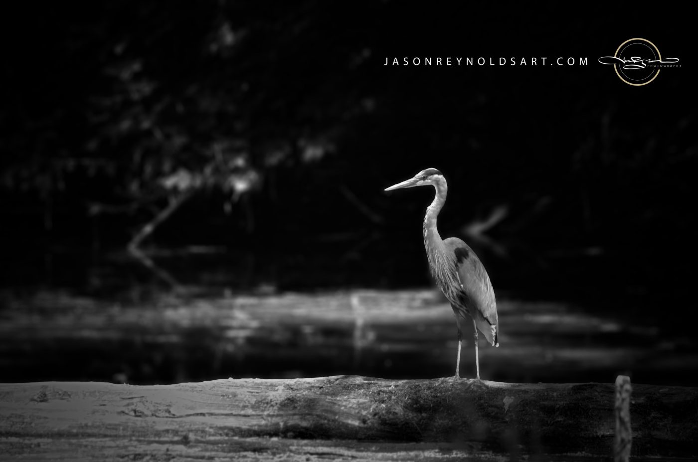Leavenworth — Great Blue Heron on a Log