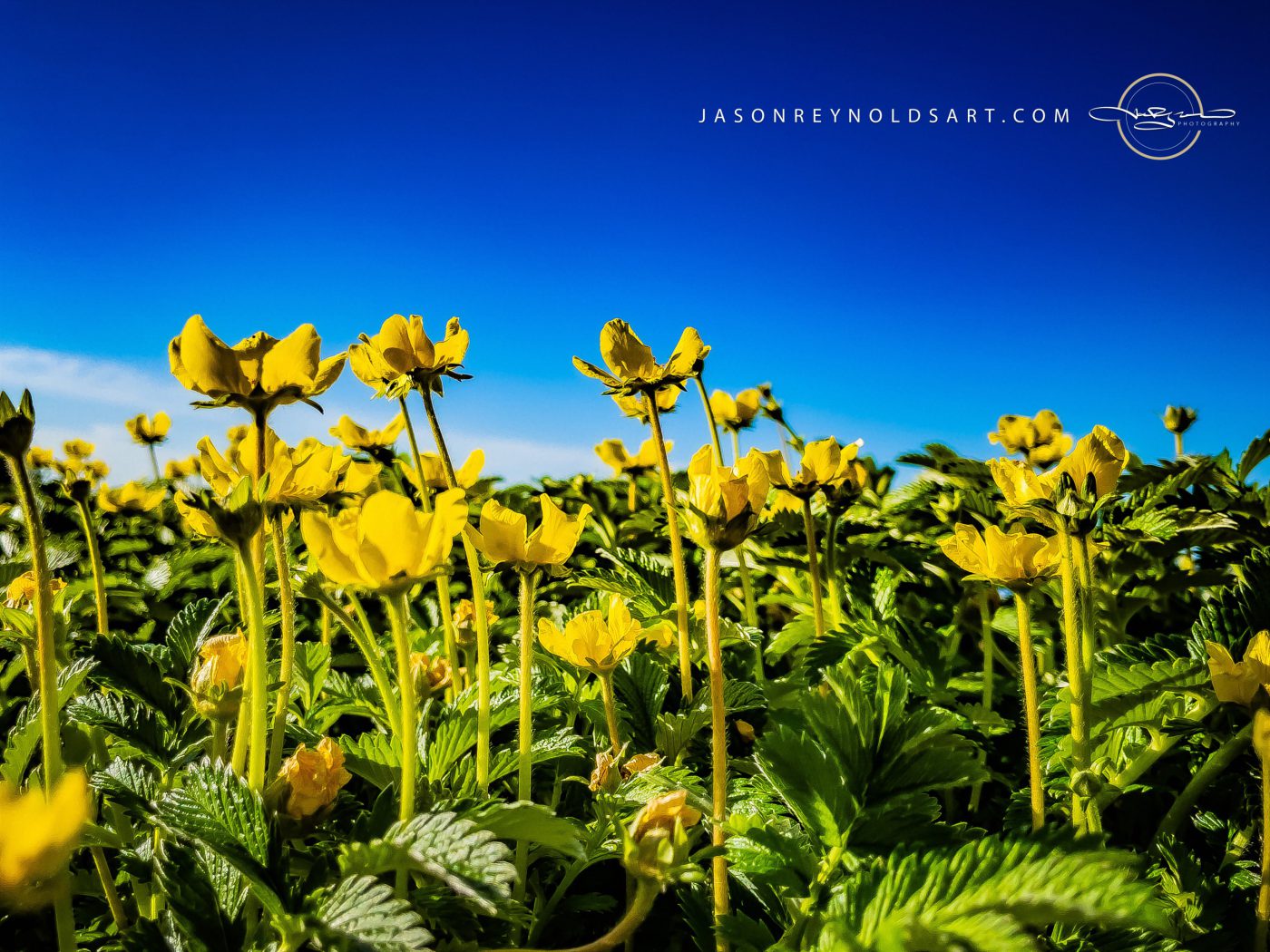 Low-Angle Yellow Wildflowers Against Deep Blue Sky