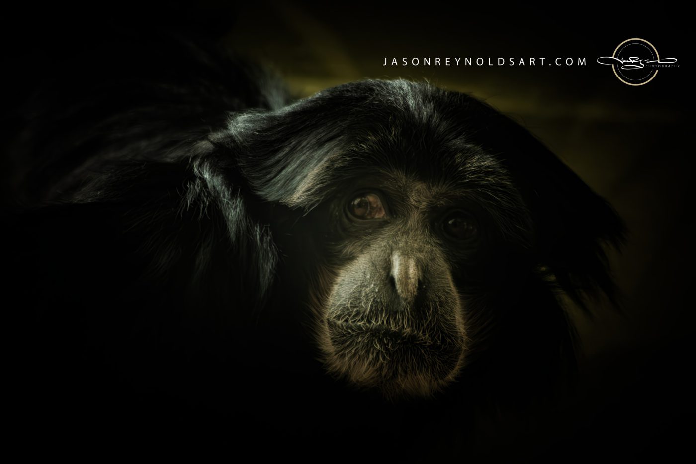 Low-Key Portrait of a Black Gibbon