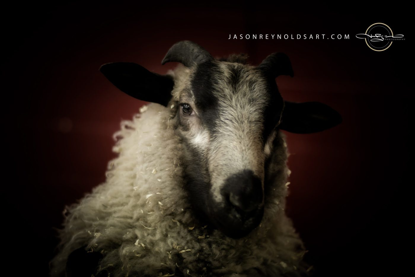Low-Key Portrait of Horned Sheep