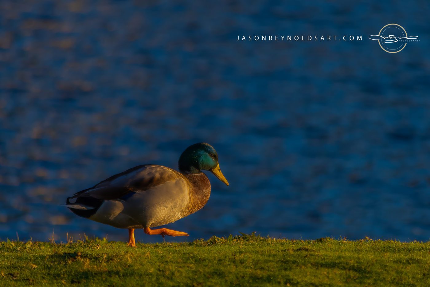 Male Mallard at Water's Edge