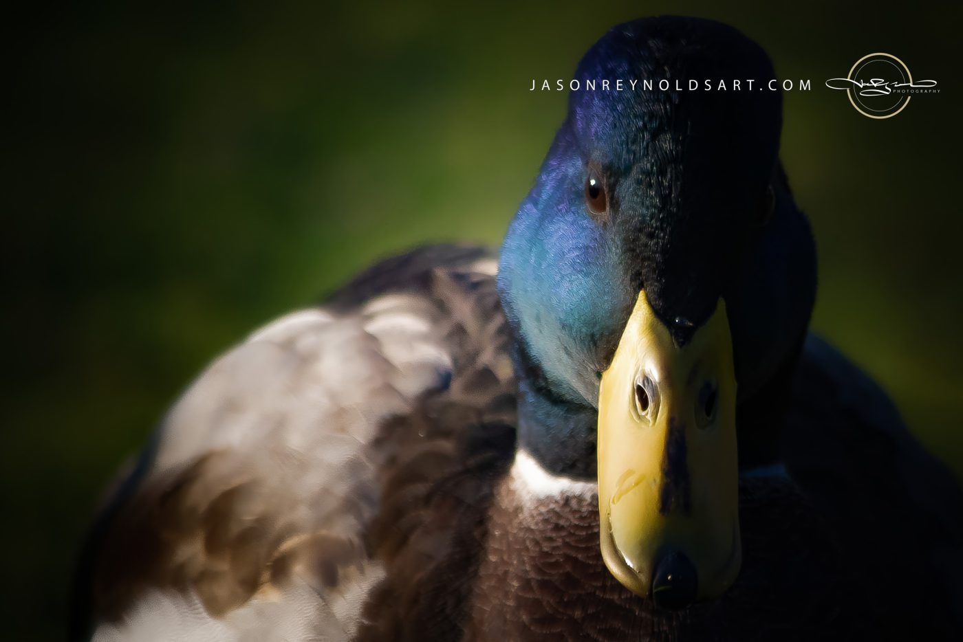Male Mallard Duck - Close-Up Portrait