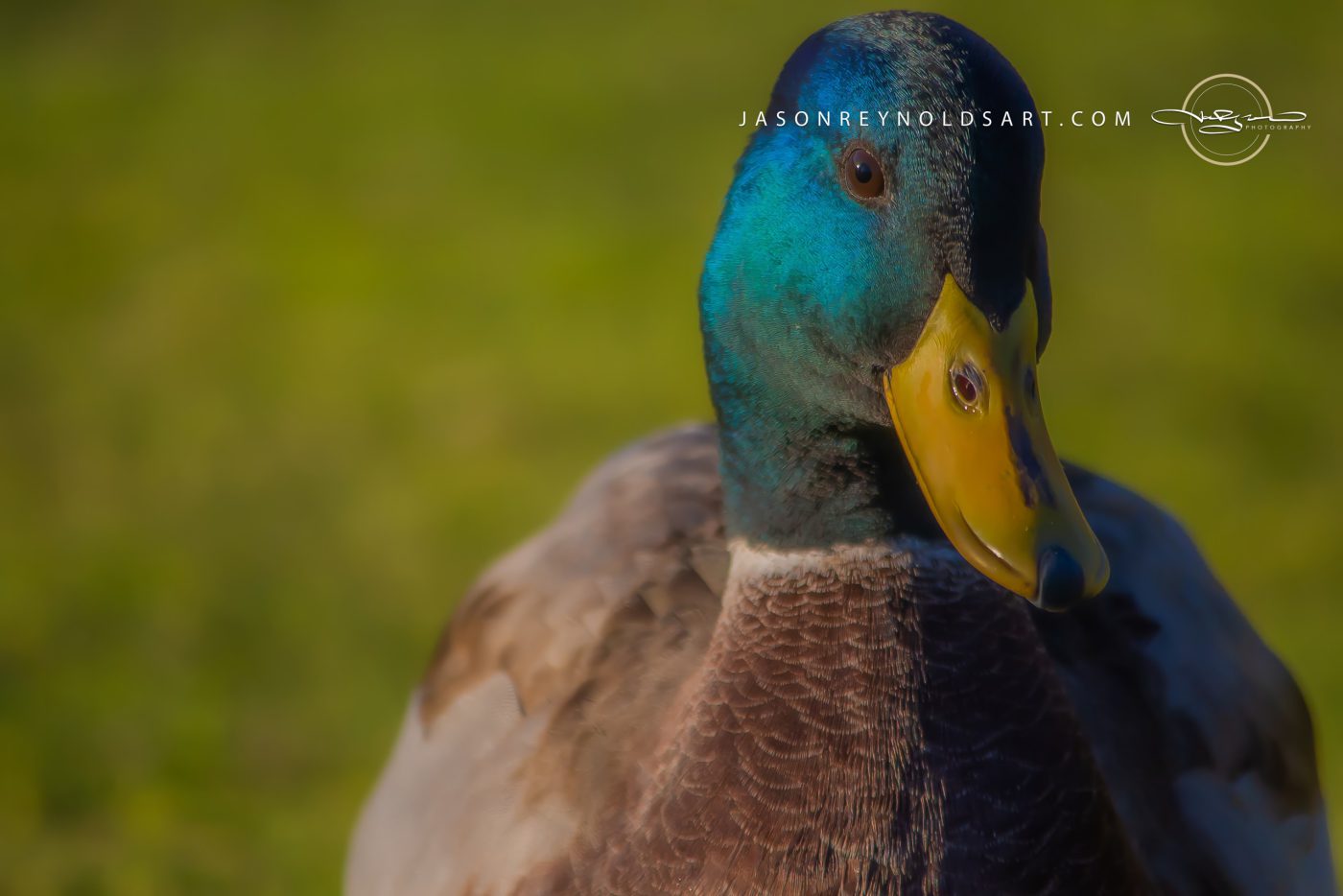Male Mallard Duck Portrait — Iridescent Head and Yellow Bill