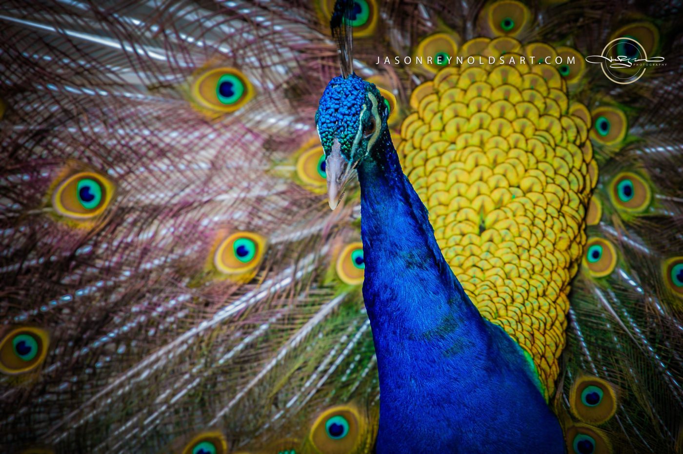Male Peacock Display — Vibrant Blue Neck and Fanned Tail