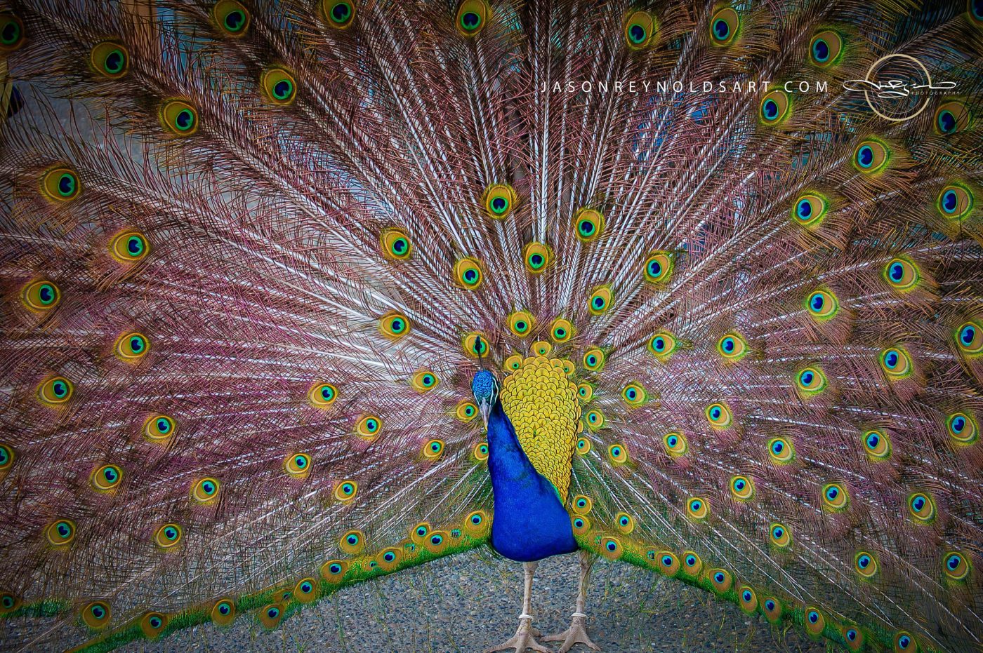 Male Peacock Displaying Full Tail Fan