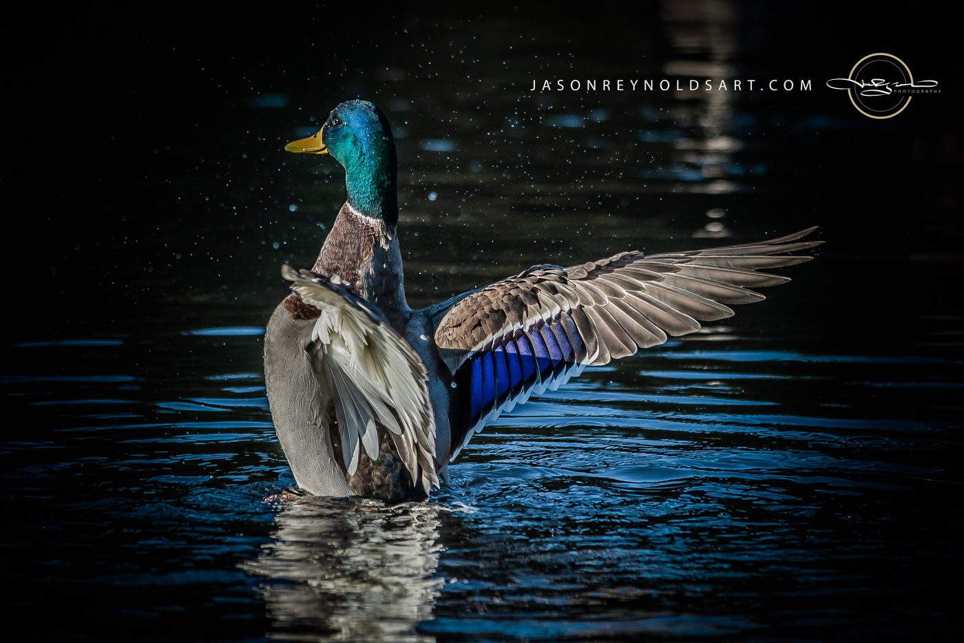 Mallard Drake Spreading Wings