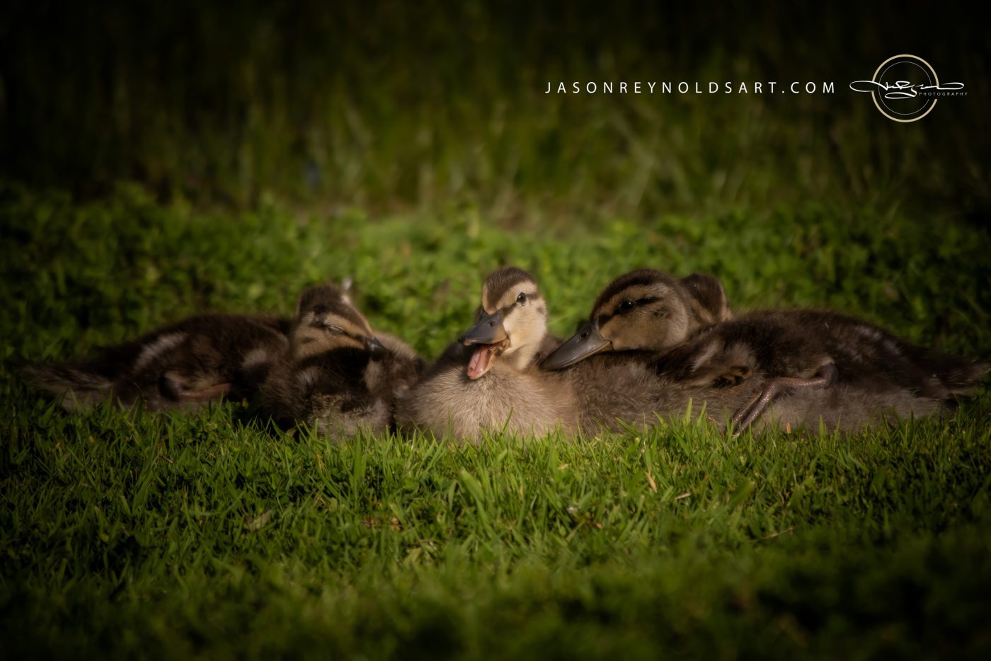 Mallard Ducklings Huddled on Grass