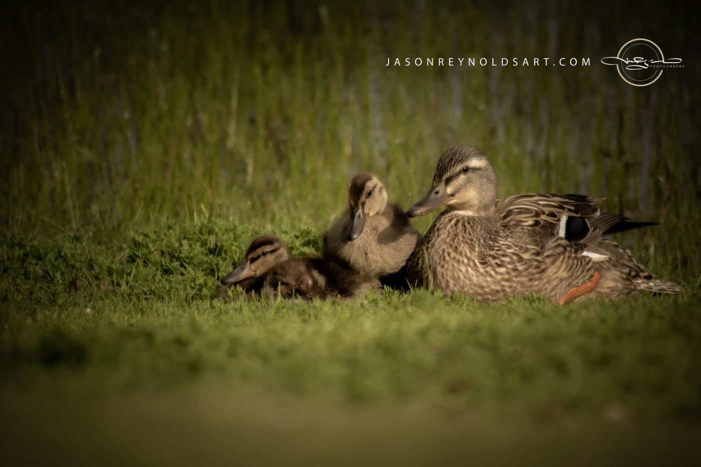 Mallard Mother and Two Ducklings in Grass