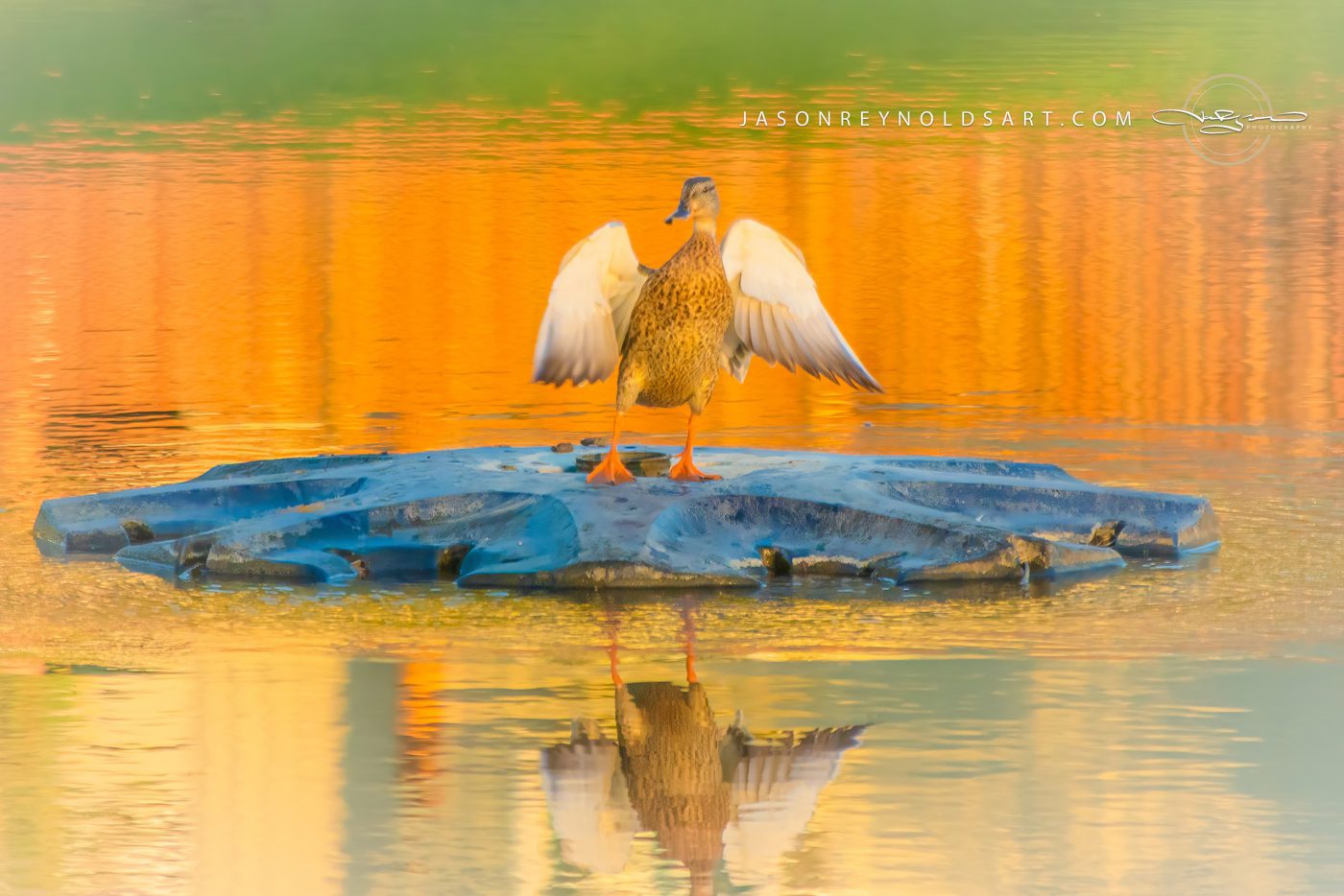 Mallard on Ice with Golden Water Reflection