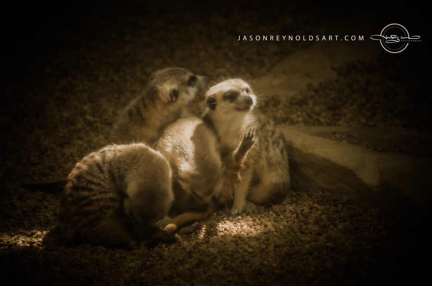 Meerkat Family Huddle