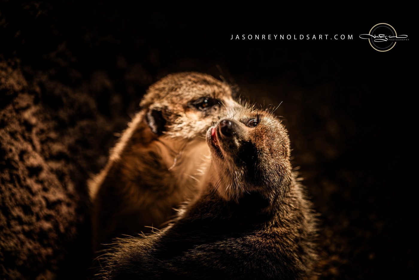 Meerkat Pair Grooming