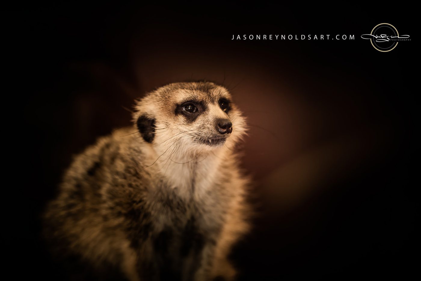 Meerkat Portrait — Warm Rim Light on Dark Background