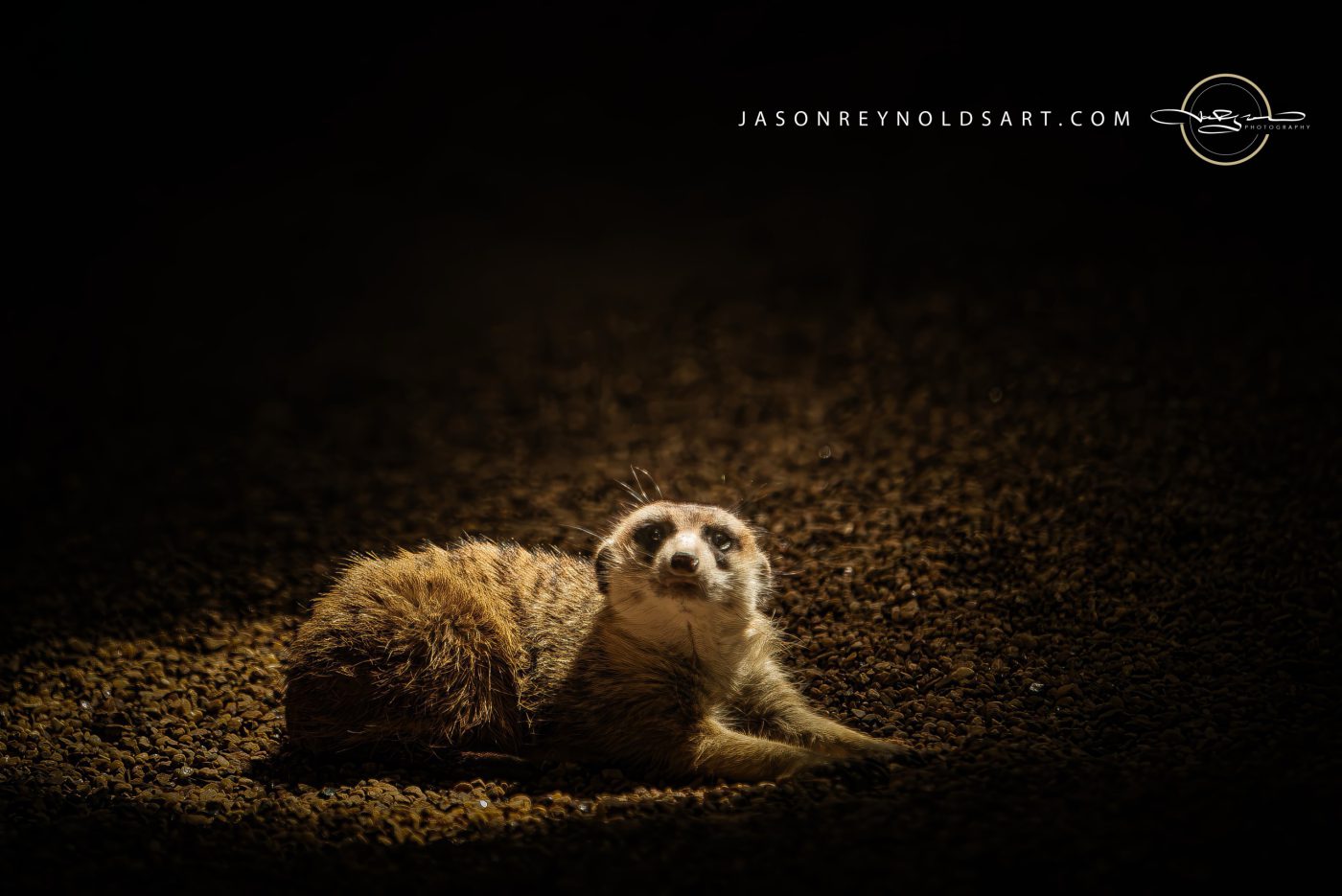 Meerkat resting on pebbled ground in dramatic spotlight