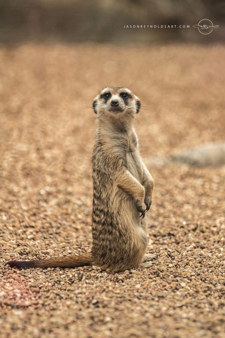 Meerkat Standing Upright on Pebble Ground