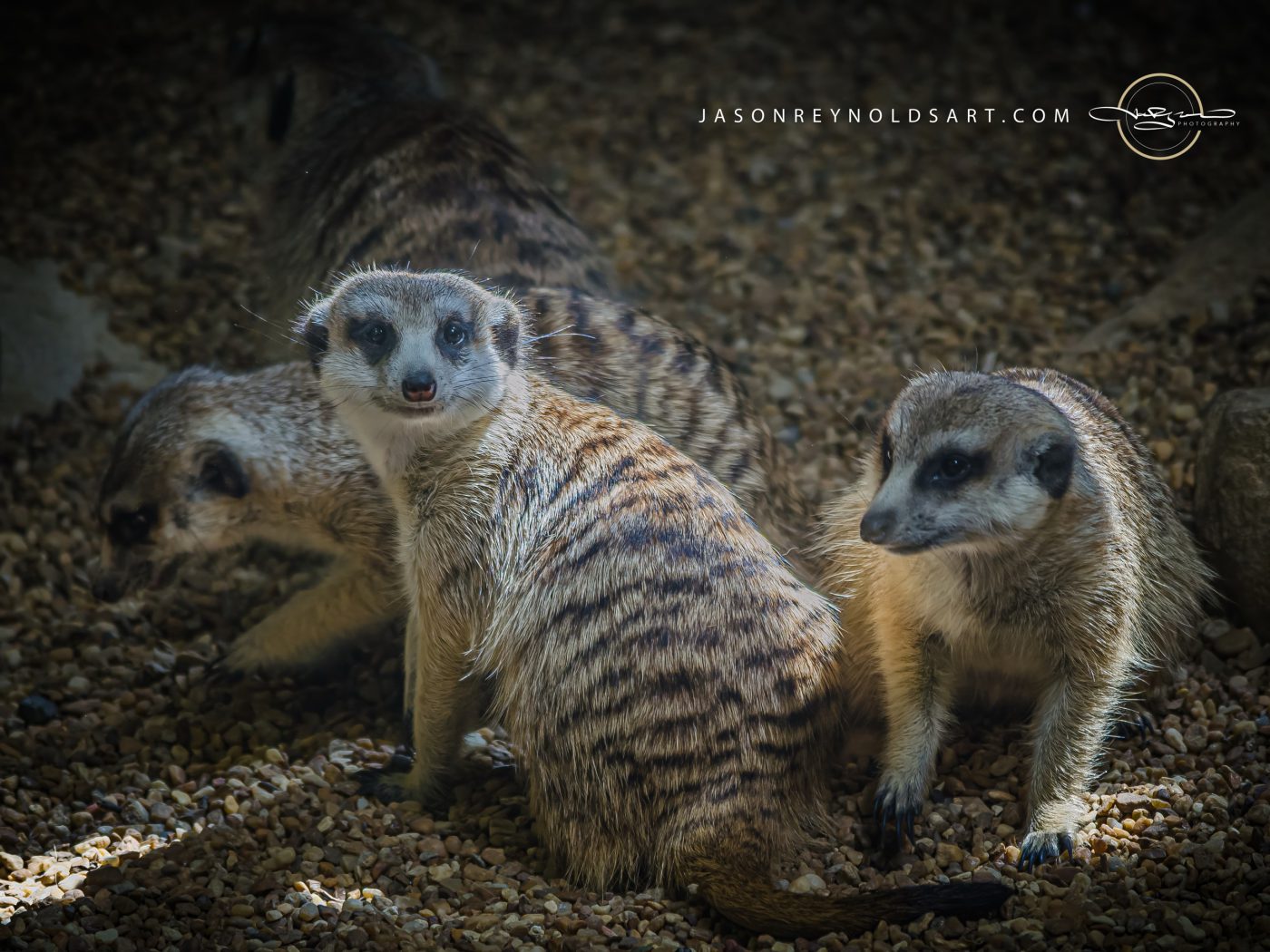 Meerkat Trio on Pebbles