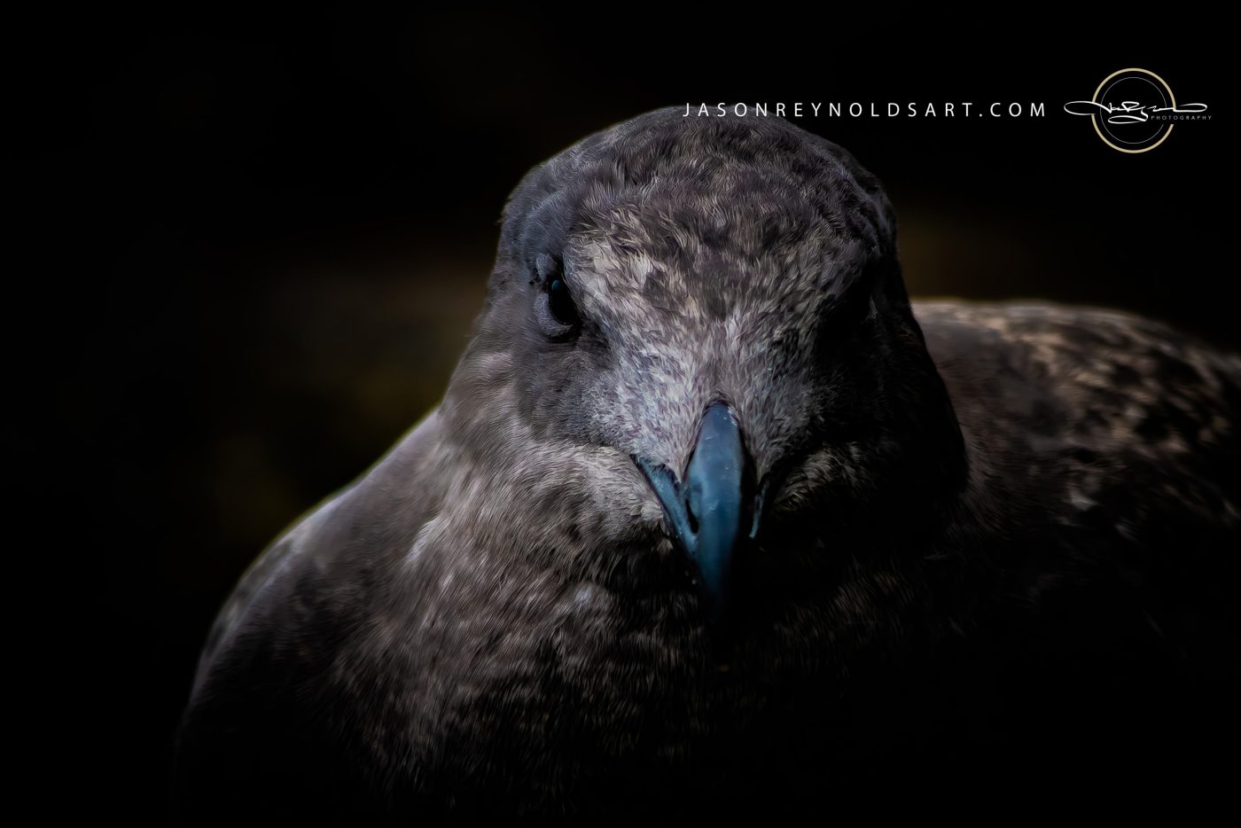 Moody Close-up of a Dark Seabird