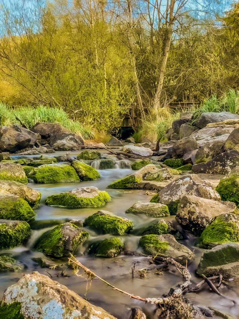 Mossy Stream, Federal Way, Washington