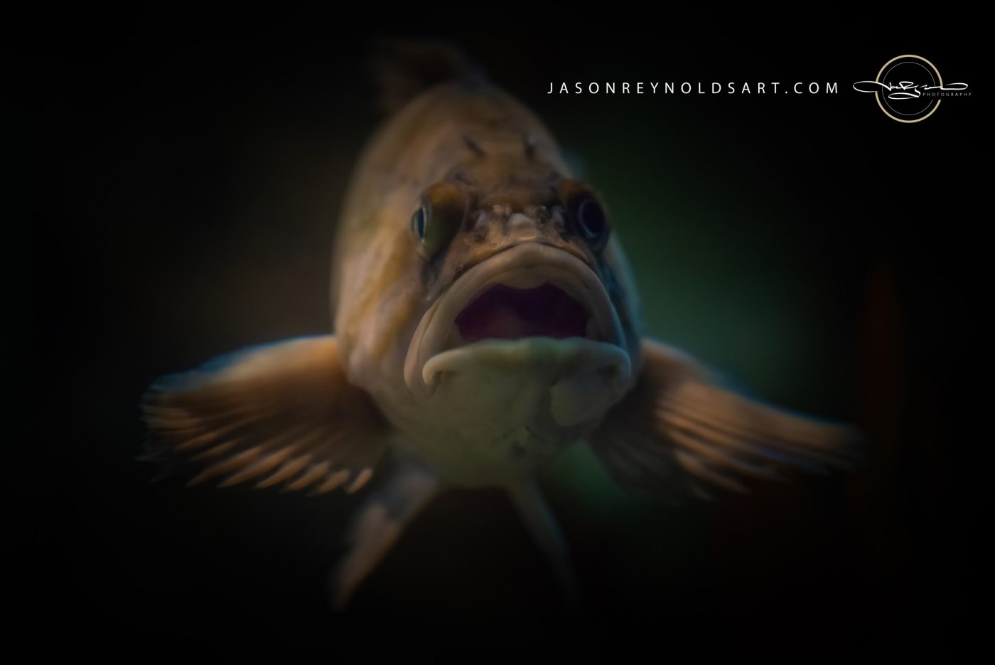 Open‑Mouthed Fish Portrait