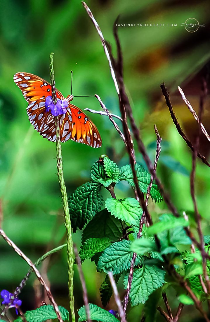 Orange butterfly on purple wildflower